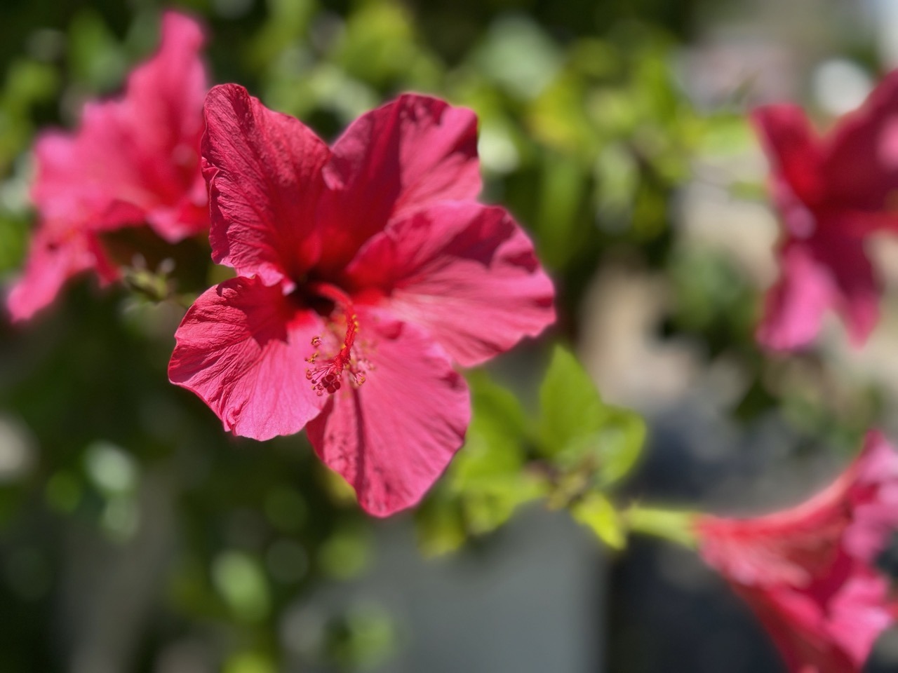 hibiscus flowers