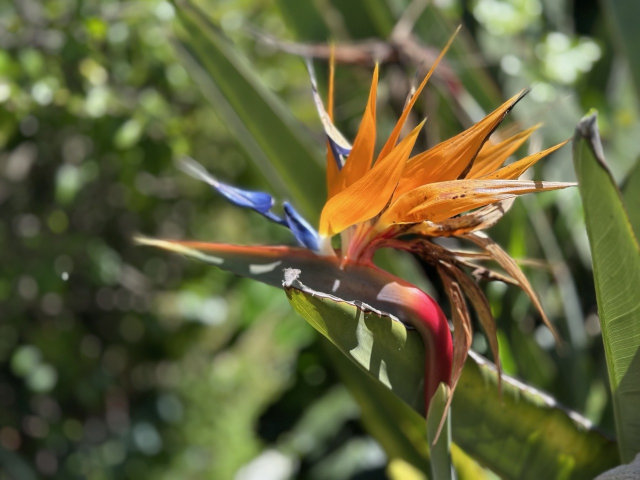 bird of paradise flower
